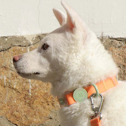 CandyClear Collar