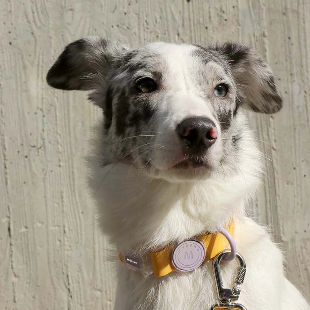 CandyClear Collar