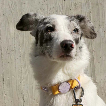 CandyClear Collar